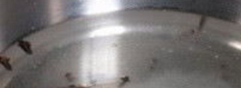 патиссоны, маринованные с помидорами. Шаг 2