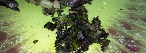 помидоры маринованные на закуску. Шаг 4