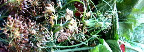 малосольные помидоры суточные. Шаг 2