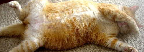 малосольные помидоры суточные. Шаг 13