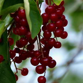 Простое варенье