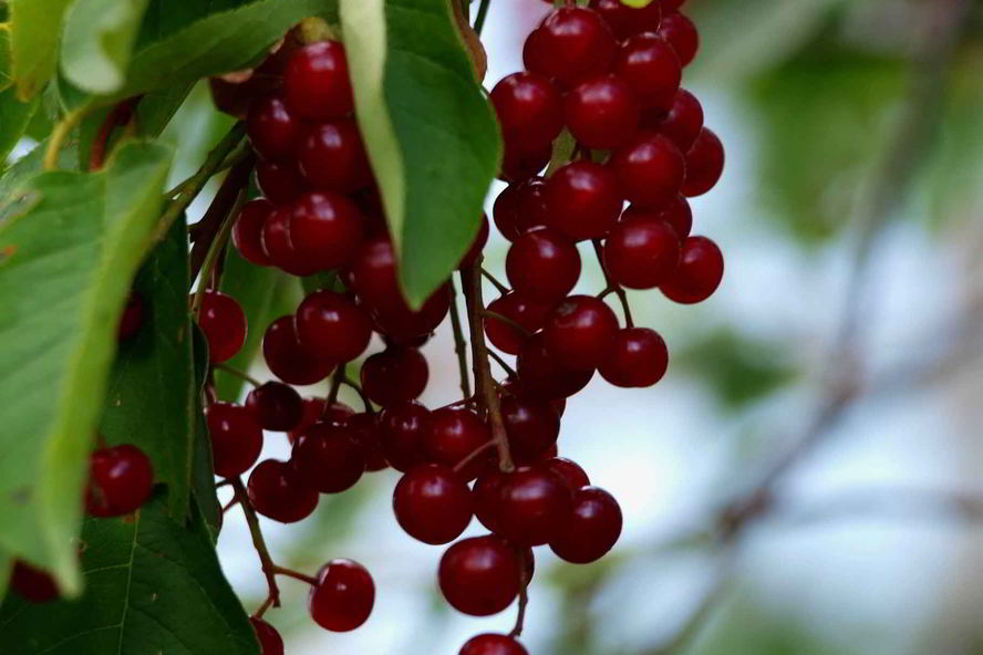 Рецепт варенья из красной черемухи