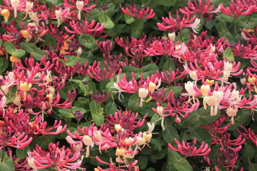 Рецепт варенья из жимолости