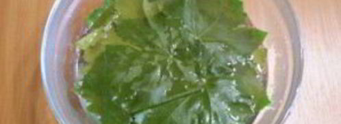 виноградные листья на зиму. Шаг 3