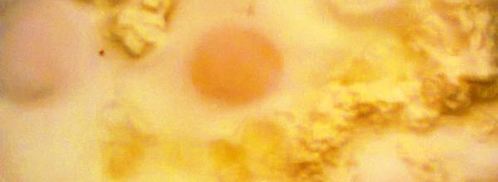 глазунья с творогом. Шаг 4