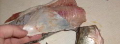 заливное из щуки. Шаг 2