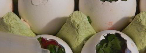 заливные яйца. Шаг 10